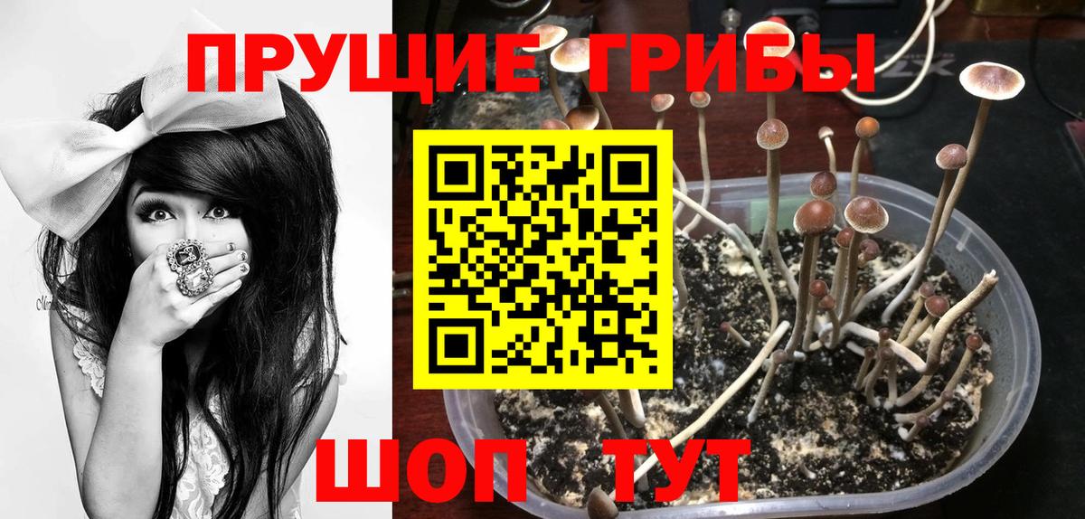 Соль-Илецк  Псилоцибиновые грибы мицелий  Вход с VPN 
